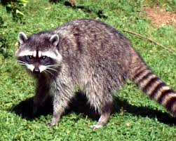 Raccoons can open almost any latch, burrow under fences and climb.